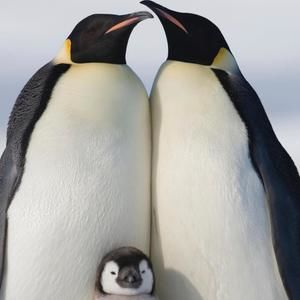 Meet your Posher, Oscar